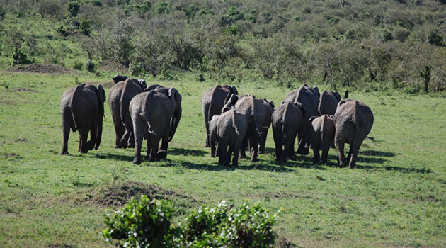 KWS Spokesman Paul Udoto says the elephants killed include one female adult and four sub-adults/FILE