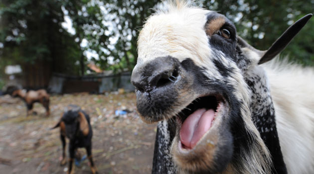 If the Luo Council of Elders can accept a goat from me, I would want to post one, if you know where they live - Mutahi Ngunyi.