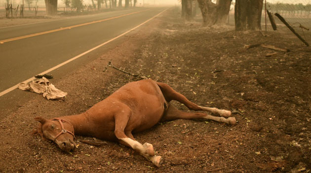 A dead horse lies on the side of a road while firefighters continue to battle the Valley fire in Middletown, California on September 13, 2015/AFP