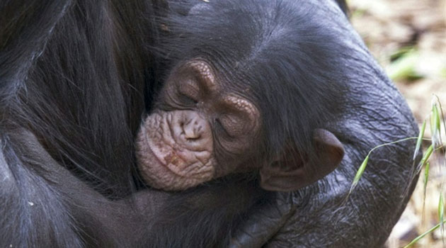 Baby chimp Boon, which means blessing, was orphaned when its mother Soona died shortly after he was born at Monarto Zoo, southeast of Adelaide, late last week  © MONARTO ZOO/AFP