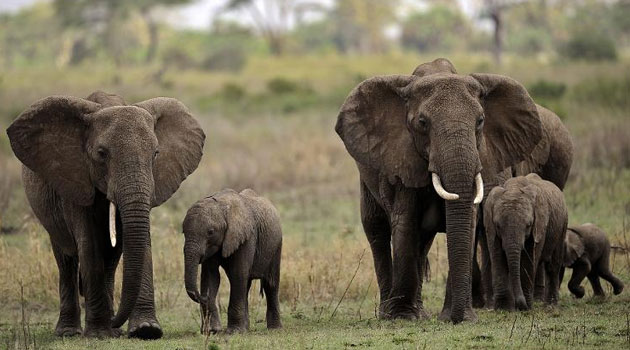 Elephants strolling in the park/FILE