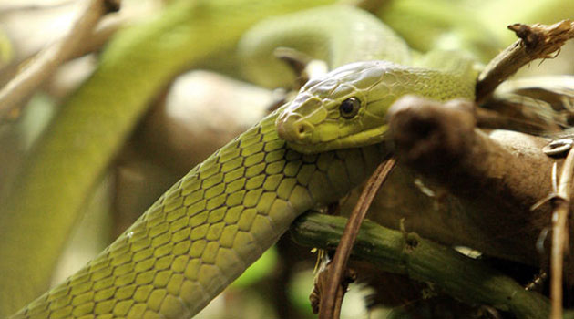 The duo was arrested at Mukindu Village after they dumped two green mamba snakes and a hippo bone at the gate of 52-year-old Irene Gatungo who is an aunt of the suspects/FILE