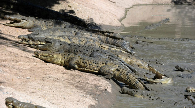 Crocodiles basking/FILE