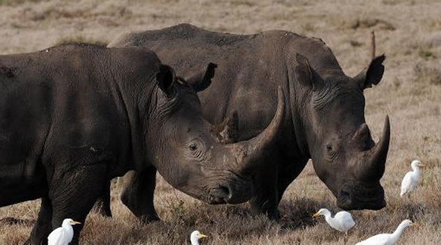 Rhinos strolling in the partk/FILE