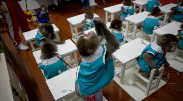 Instructors and monkeys pictured during a mock mathematics class at a monkey training school in Dongying, eastern China's Shandong province  © AFP