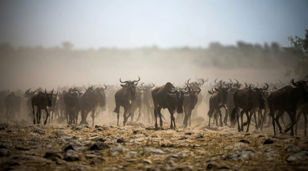 Roger Gower was killed close to the Serengeti National Park/AFP