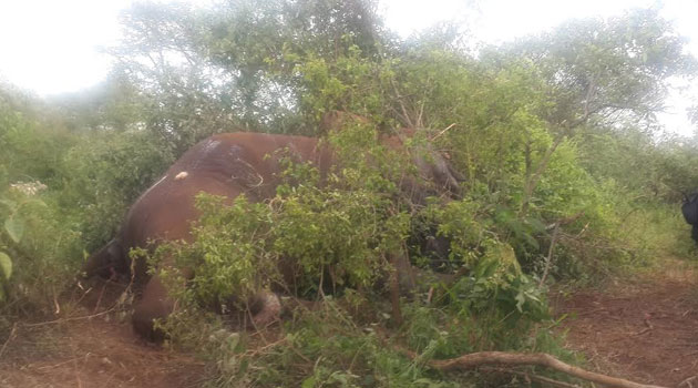 “They are angry that we killed the elephant, all they keep on talking about is the elephant and elephant and elephant, they don’t talk about the death of the person; they don’t care,” Mukuria Kenya, an elder in the community vented/JUDIE KABERIA
