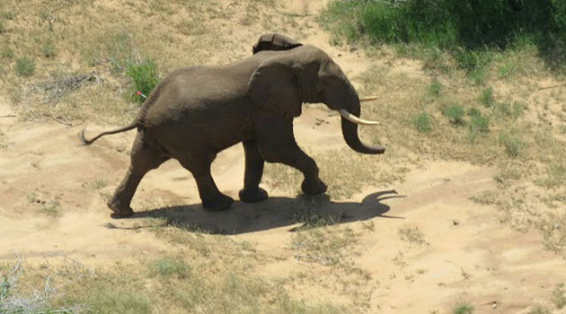 Morgan, a male bull in his 30s, was fitted with a tracking collar in December in Kenya's coastal Tana River Delta, but in mid-February began an unexpected march northwards to Somalia, reaching the border nearly three weeks later/AFP