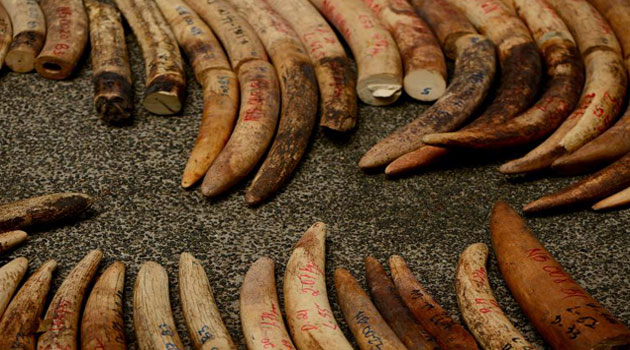 Police said they were looking for the suspects behind the ivory trafficking syndicate and had already contacted authorities in Mozambique and Bangkok/FILE