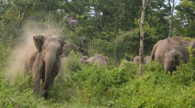 Human-elephant conflicts are on the rise in India as villagers and farmers encroach on the elephants' natural habitat/AFP