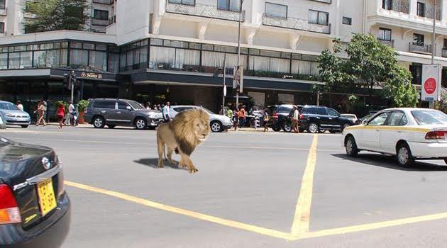 One of the lions seen here in a photo shared on Instagram by a watchman in the city centre/CFM NEWS