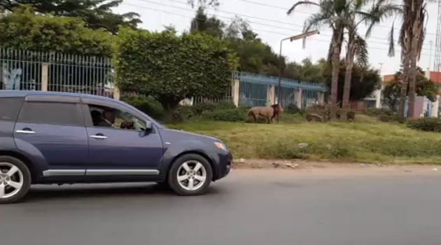 The lion that was seen on Mombasa Road/COURTESY