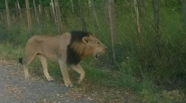 KWS Spokesman Paul Gathitu told Capital FM News that the rangers were forced to shoot the animal after the situation became "life threatening."/COURTESY