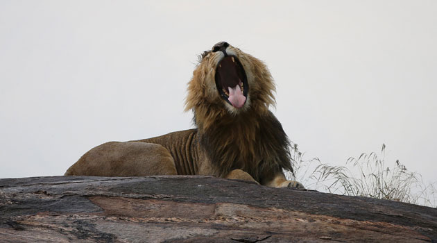 Lions were re-introduced to Karoo National Park, in Western Cape province, in 2010 after an absence of almost 170 years/XINHUA-File