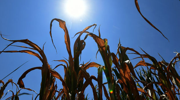 Up to 30 percent of areas growing maize and bananas may become unsuitable for the purpose this century, said the authors of a study in the journal Nature Climate Change. Photo/ AFP FILE