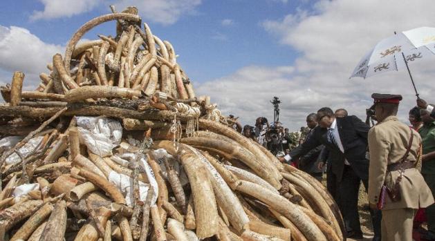 A pile of elephant ivory tusks in Malawi/AFP