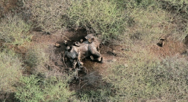 An aerial view of a dead, poached elephant lying in a National Park in South Sudan; July , 2015 /WCS/AFP
