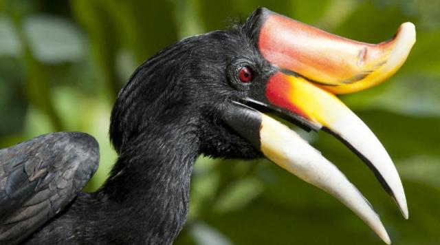 Traffic said that in one case last year, a wildlife smuggler was arrested in Indonesia after selling rare species including hornbills (pictured) using Facebook and BlackBerry Messenger/AFP 