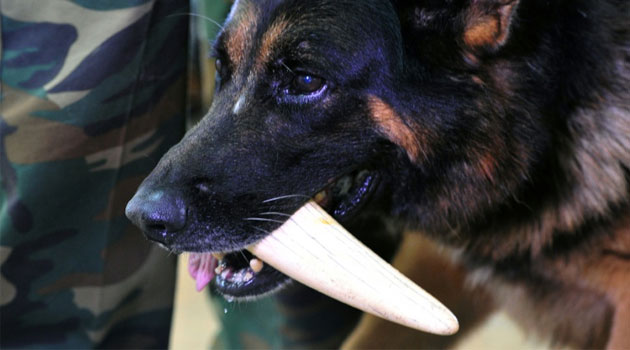 Conservationists say sniffer dog teams at Kenya's airport open a vital new front in the war on ivory smuggling  © AFP 