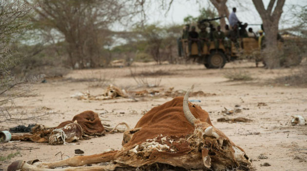 Cattle carcasses pictured outside the Somalian town of Dhobley during a drought/AFP