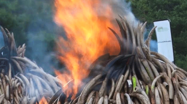 The pyres of ivory and rhino horn will burn for atleast three days. Photo/KEVIN GITAU