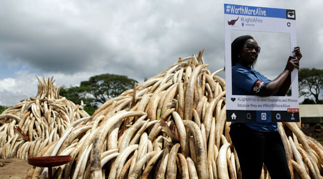 It will be the largest ever burn of ivory, with the 105 tonnes, representing thousands of dead elephants, seven times larger than any destroyed before/AFP