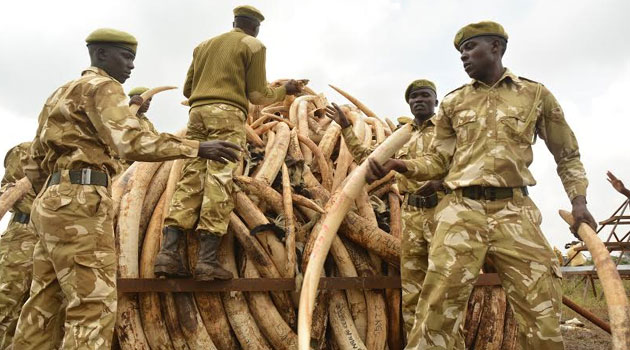 President Uhuru Kenyatta will host the two leaders at the Mount Kenya Safari Club for the summit in Nanyuki and for the torching of 105 tonnes of ivory at the Kenya Wildlife Service Headquarters in Lang’ata on Saturday/FILE