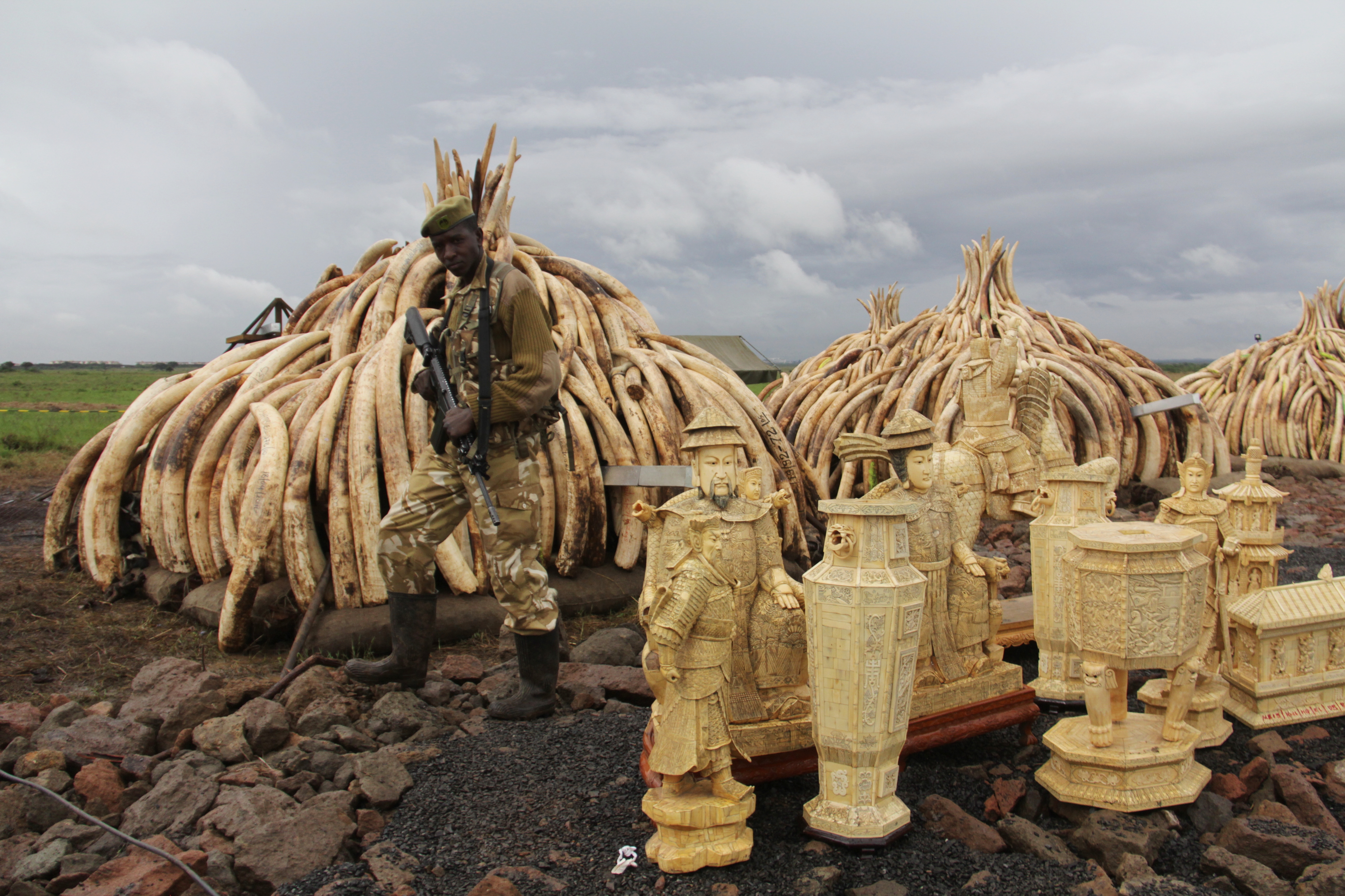 On an empty field inside the park at the KWS, ten stockpiles of ivory lay next to each other/MIKE KARIUKI