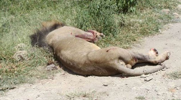 Maasai morans speared the lion named Lemek to death on Thursday, only a day after KWS wardens gunned down another lion named Mohawk/FILE