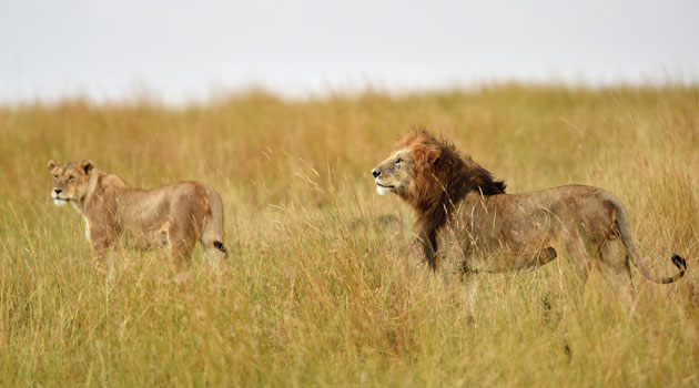 Lions, just like any other wildlife animal are precious for the country, but only when in its territory - at designated national parks/FILE