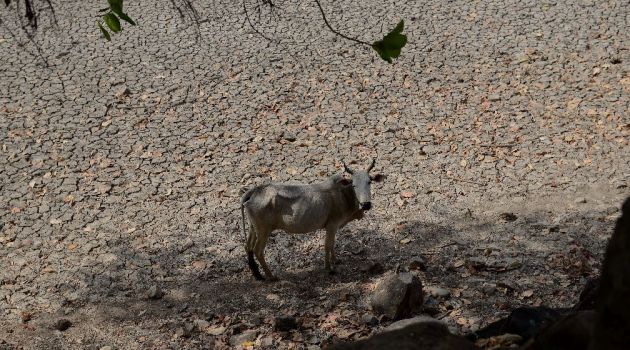 A cow stands in a dried up pond in the central Indian state of Madhya Pradesh, which is reeling from years of below-par monsoon rains/AFP