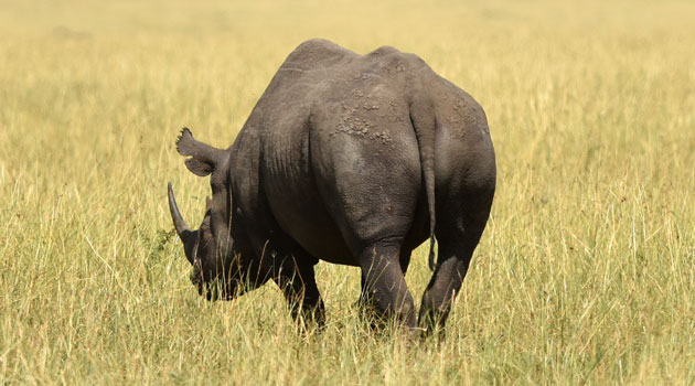 South Africa is home to around 20,000 rhinos, around 80 percent of the worldwide population/XINHUA-File