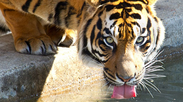 Police later said they spotted the two tigers around 11am (0900 GMT) and local residents have been warned about the escape/AFP