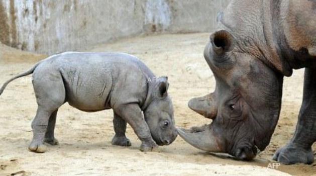 Wildlife officials said a gang of poachers armed with automatic weapons killed a rhino on Monday in the Kaziranga National Park in the northeastern state of Assam.