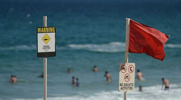 Deadly shark attacks are relatively rare, according to the International Shark Attack File, which in February reported a record 98 shark attacks worldwide last year - of which six were fatal/AFP