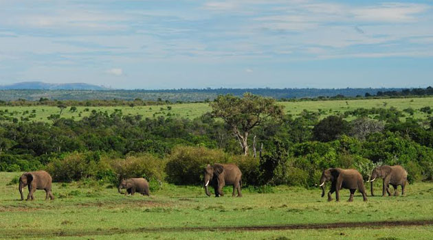 The document released on July 1 opposes proposals to protect elephants submitted by African countries to the 17th Conference of the Parties (CoP17) of CITES (the Convention on International Trade in Endangered Species of Wild Fauna and Flora) in September-October in Johannesburg, South Africa/FILE