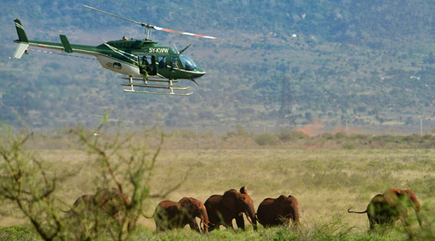 The trust that has been studying elephants for over five decades said males are probably the key challenge in managing a human-elephant interface as they are the risk-takers, learning crop raiding and fence breaking from their older male friends/FILE