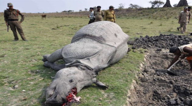 Tragedy: Forest officials inspect the body of a one-horned rhinoceros killed by poachers in a wildlife sanctuary in northeast India/AFP-File