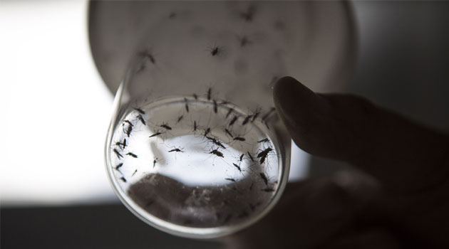 A three-year study in Kenya found the special traps baited with synthetic smell helped to catch 70 percent of the local malaria mosquito population/XINHUA