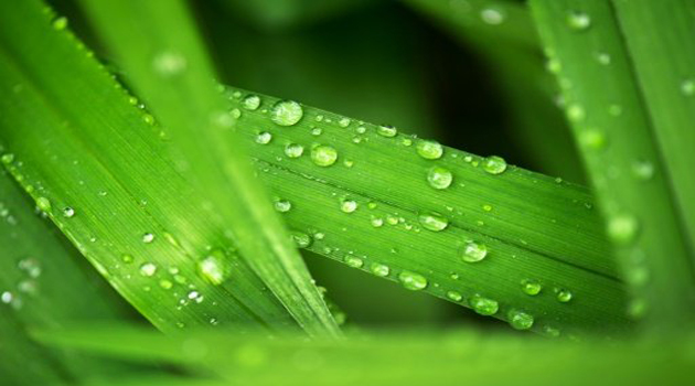 Plants take in CO2 through openings called stomata, which also release moisture. But when CO2 is abundant, these stomata stay open for shorter periods, lose less water, and therefore need less water from the soil/AFP-File