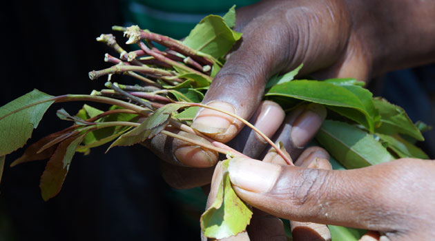 Meru Senator Kiraitu Murungi urged President Kenyatta to lobby through the Inter-Governmental Authority on Development (IGAD) summit in Mogadishu to convince Somalia to open up the miraa market/MUTHONI NJUKI