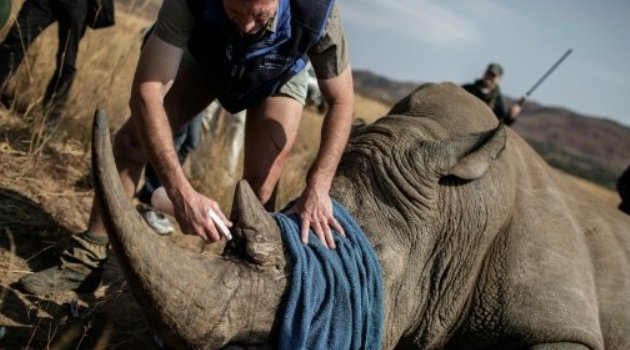 A veterinary attends to a tranquilized Rhino to be microchipped during an operation of RHINO911, a non-governmental organization on September 19, 2016 at the Pilanesberg National Park in the North West province, South Africa/AFP