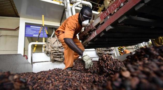 An employee of the CEMOI chocolate factory in Abidjan empties bags of cocoa beans onto a metal grate for cleaning/AFP