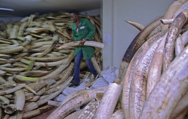 Vietnam seizes illegal ivory shipment/AFP