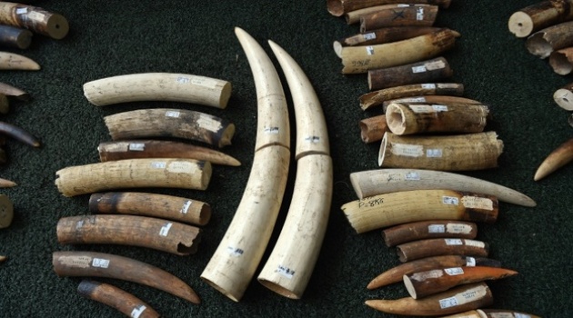  Although the ivory trade is banned in Vietnam, the country remains a top market for ivory products/AFP-File