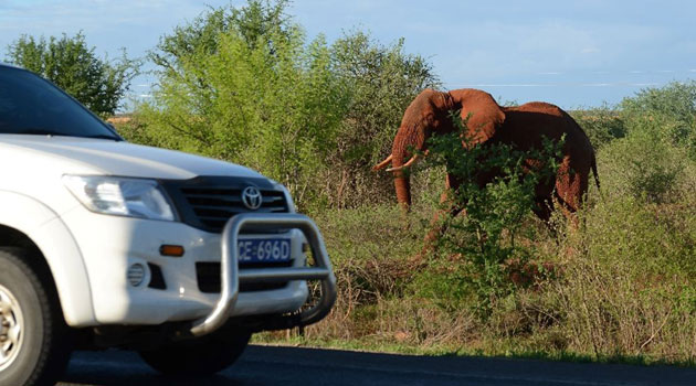 Africa's elephant population has been reduced by about 30 percent overall in just the period 2007 to 2014, the journal Nature Communications said this month. The dramatic fall is mainly due to poaching/AFP