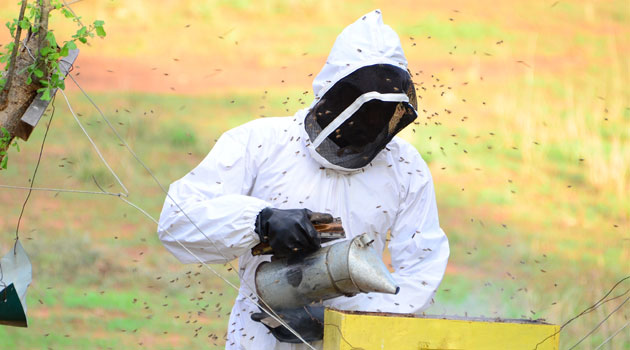 Honey being harvested in Makueni from a 'beehive fence'/COURTESY