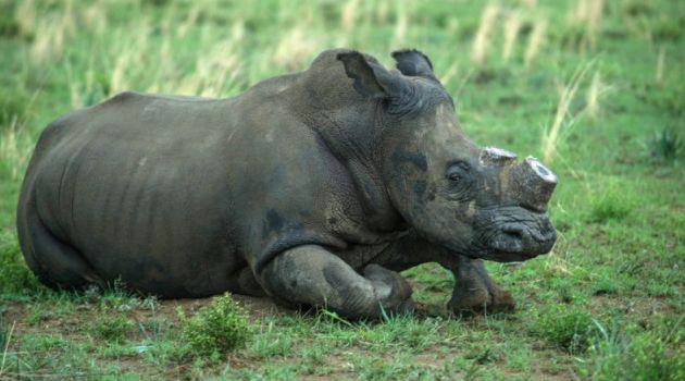 South Africa is home to around 20,000 rhinos, roughly 80 percent of the worldwide population/AFP