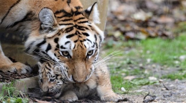  A Siberian tiger carries its cub at the Besancon zoo on November 14, 2016/AFP