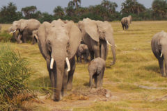 Elephant poaching reduces by 50pc to 40 cases in 2018 – KWS